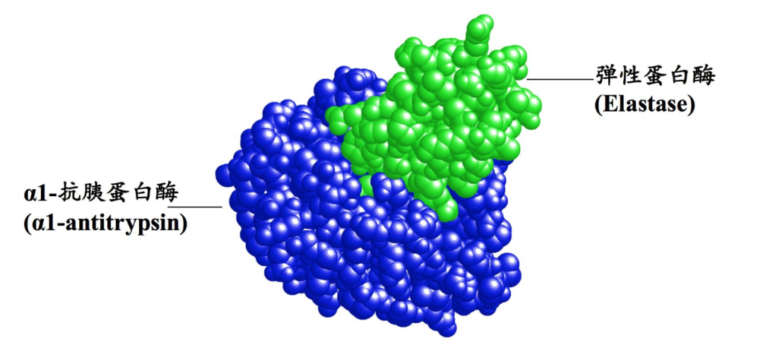 丝氨酸蛋白酶下游工艺(图1) 图片