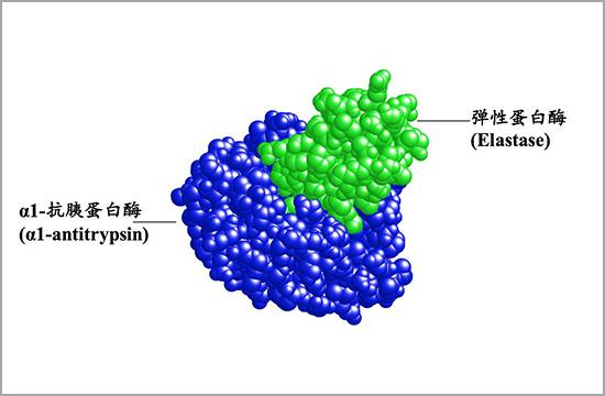 丝氨酸蛋白酶下游工艺