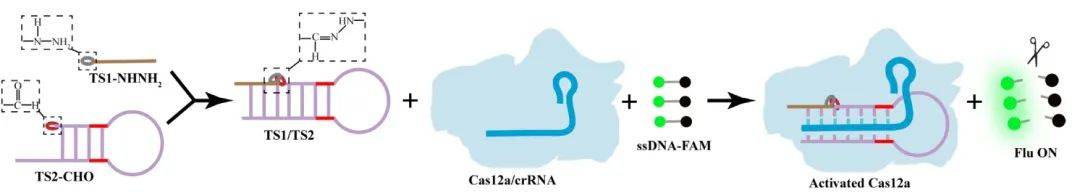 NAR | 上海大学李根喜/张娟开发腙介导的CRISPR/Cas12a系统以提高系统特异性、快速激活系统(图3)