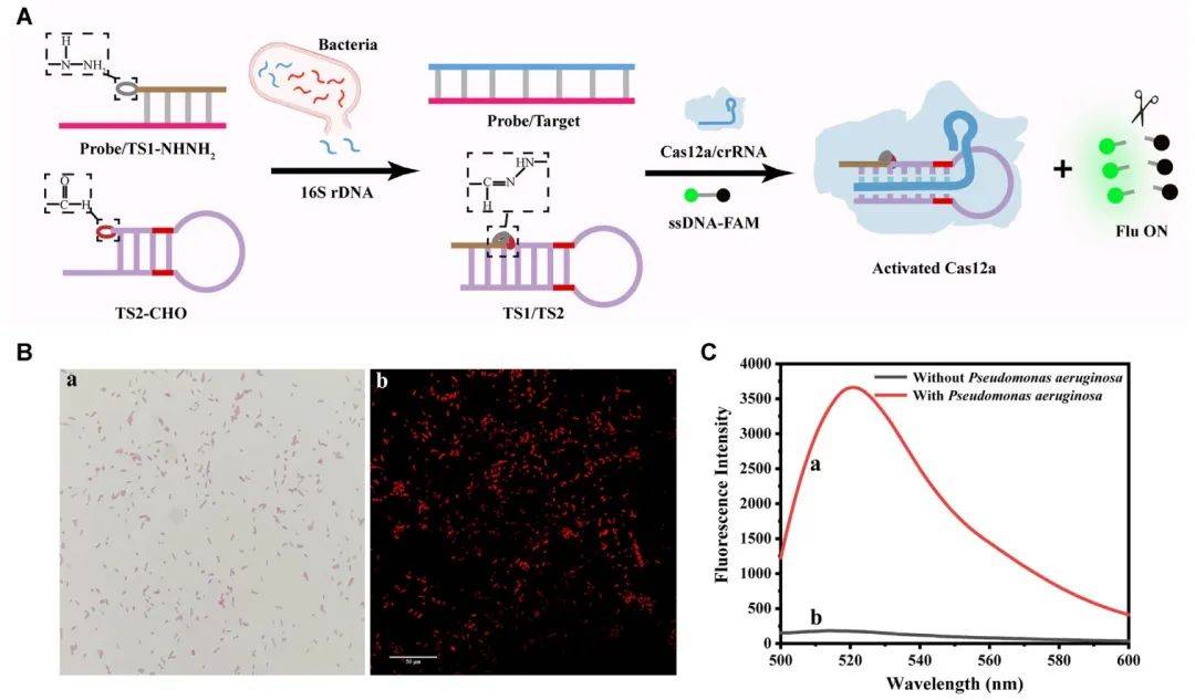 NAR | 上海大学李根喜/张娟开发腙介导的CRISPR/Cas12a系统以提高系统特异性、快速激活系统(图4)