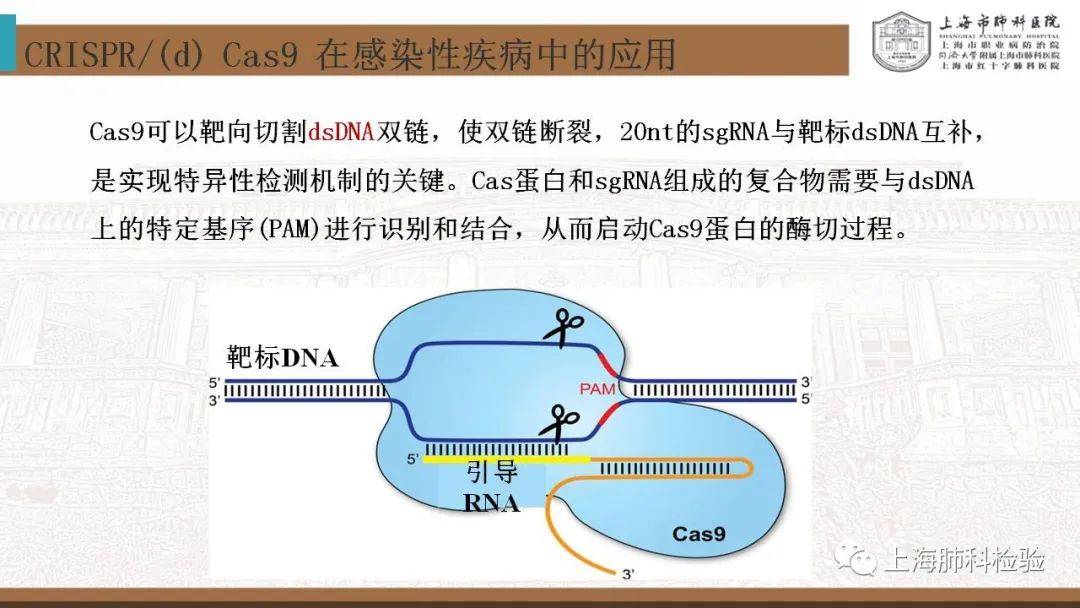 CRISPR/Cas系统在感染性疾病诊断中的应用(图21)
