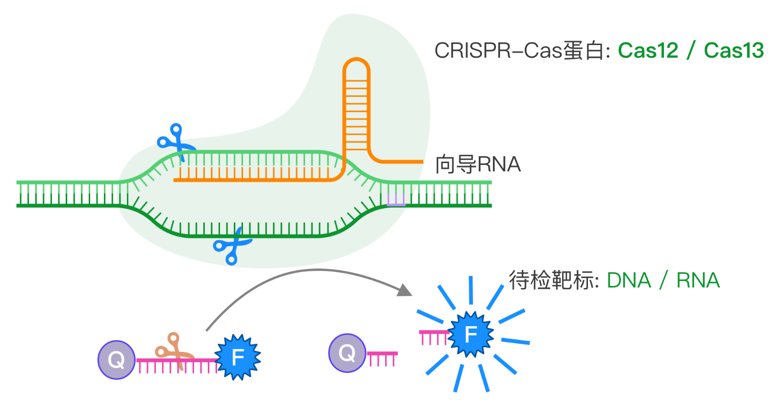 恒温扩增联合CRISPR(图1)
