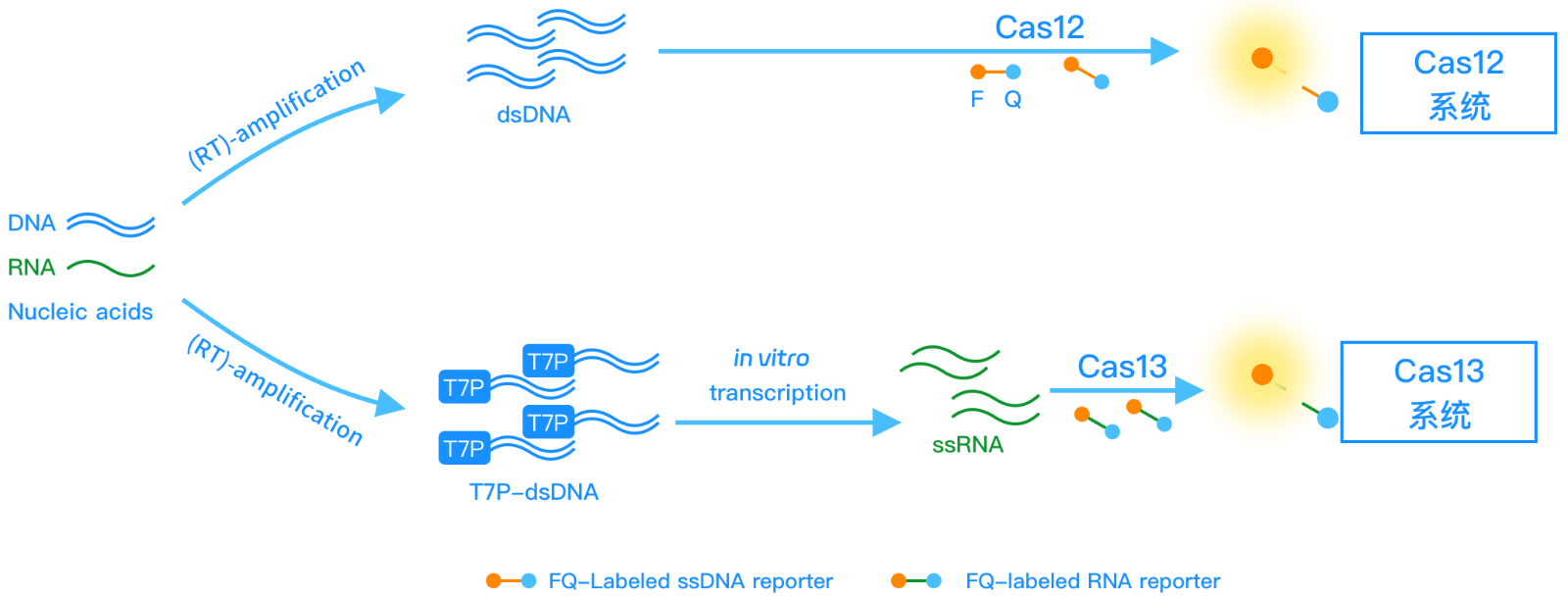 恒温扩增联合CRISPR(图2)