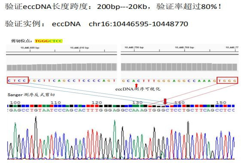 1. 环状DNA特异性的junction位点分析