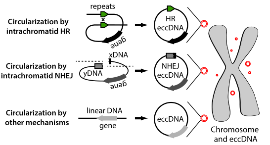 环状DNA 形成模型示意图
