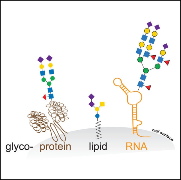 GlycoRNA-seq(图1)
