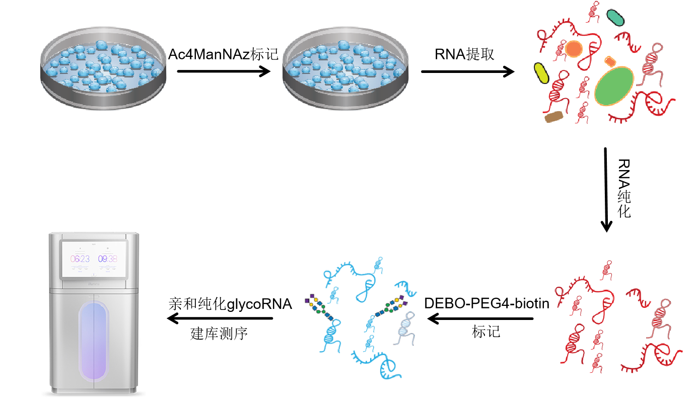 GlycoRNA-seq(图2)
