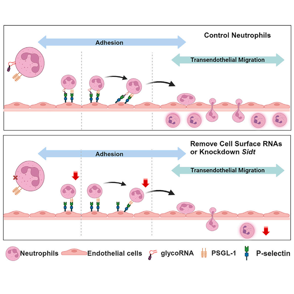 GlycoRNA-seq(图4)