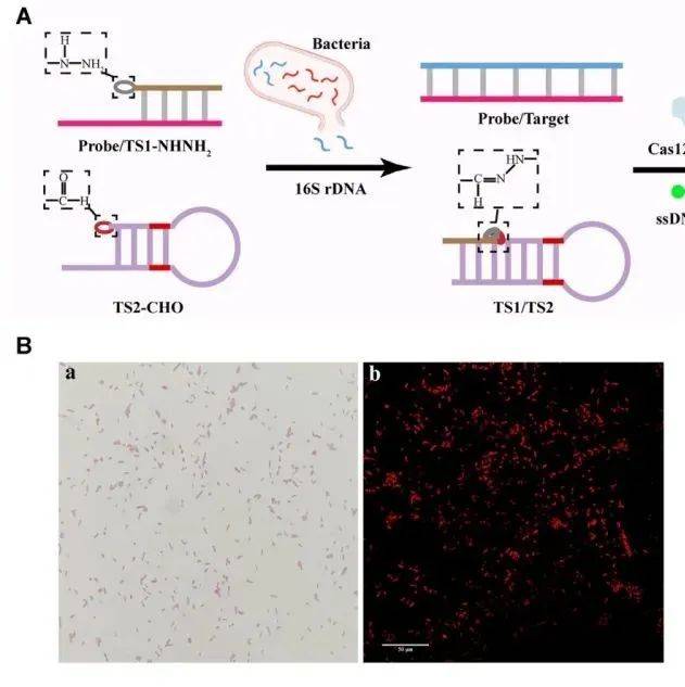 NAR | 上海大学李根喜/张娟开发腙介导的CRISPR/Cas12a系统以提高系统特异性、快速激活系统